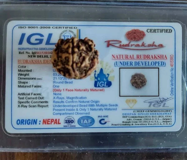Mahasiddha Rudraksha -महासिद्ध रुद्राक्ष