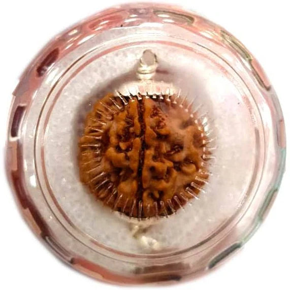 Mahasiddha Rudraksha -महासिद्ध रुद्राक्ष