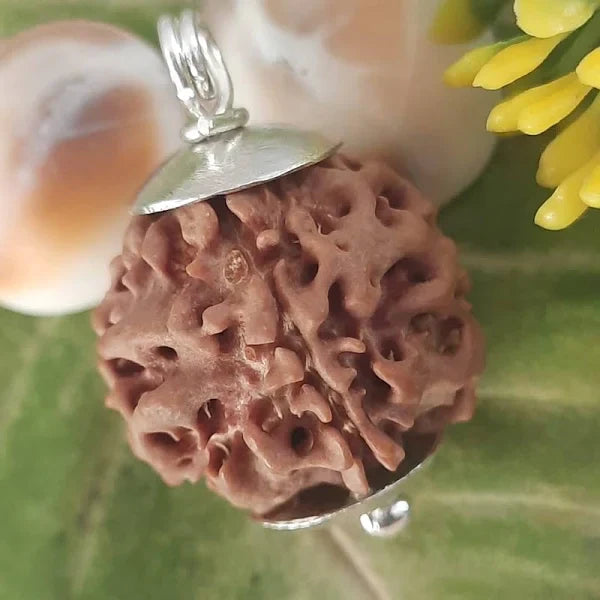 Mahasiddha Rudraksha -महासिद्ध रुद्राक्ष